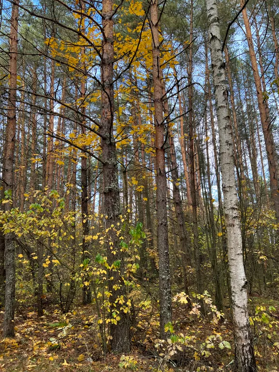 Дом 75m2 — чан на дровах, собственное озеро, панорамное остекление